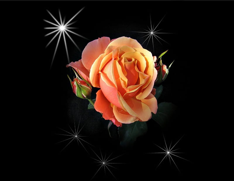 Orange rose, 3d, roses, HD wallpaper | Peakpx
