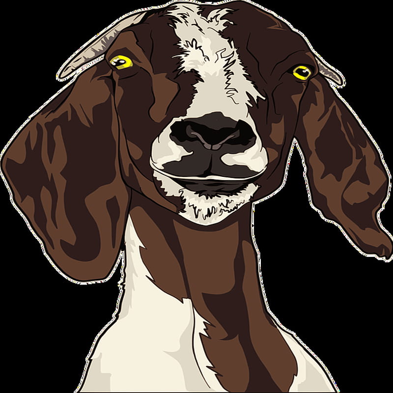 Goat stare, animal, farm animal, kid, nanny, HD phone wallpaper | Peakpx