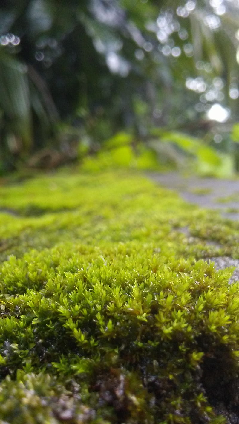 Nature, background, blur, full, spot, ultra, HD phone wallpaper | Peakpx