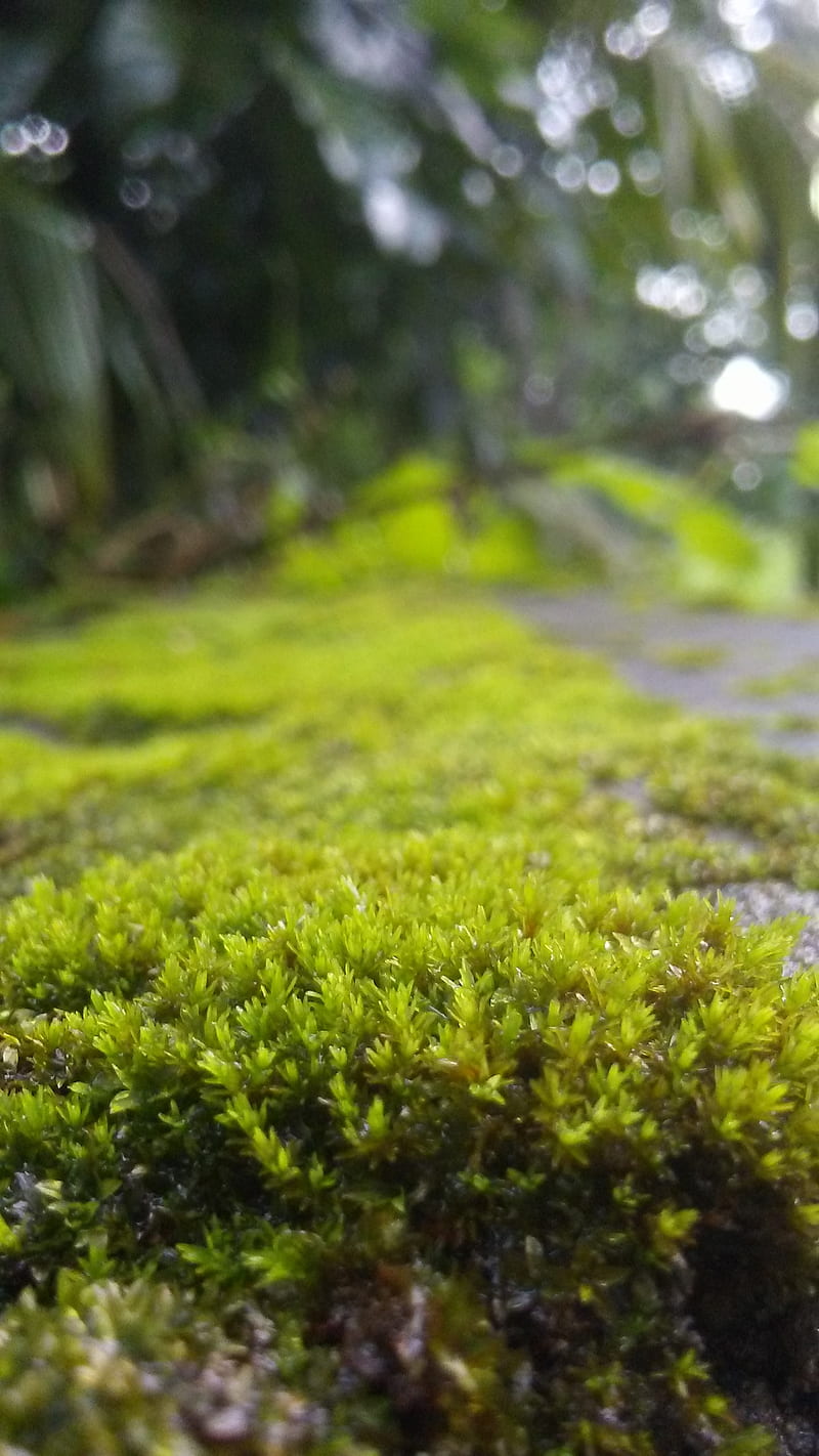 Nature, background, blur, full, spot, ultra, HD phone wallpaper ...