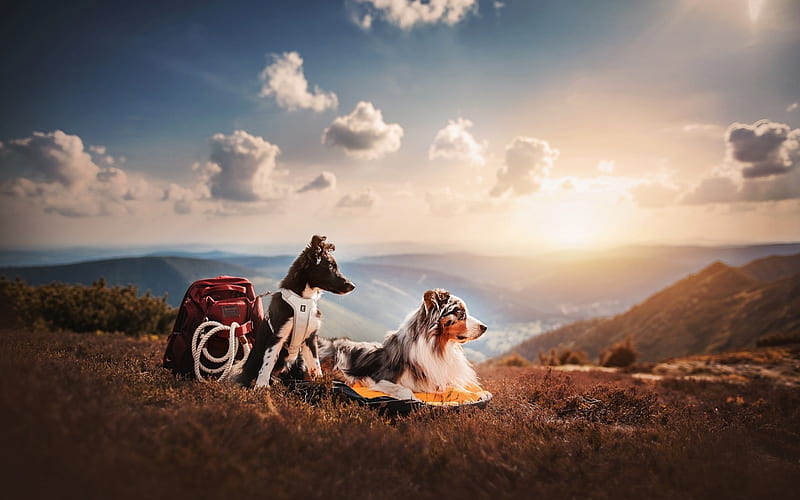 the climbers, cute, puppies, animals, dogs, HD wallpaper