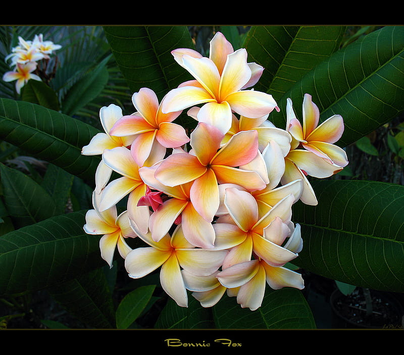 Flores hawaianas, plumeria, flores, naturaleza, hawai, Fondo de pantalla HD  | Peakpx