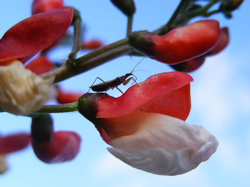 bug on the bean flower, flower, bugs, nature, detail, HD wallpaper