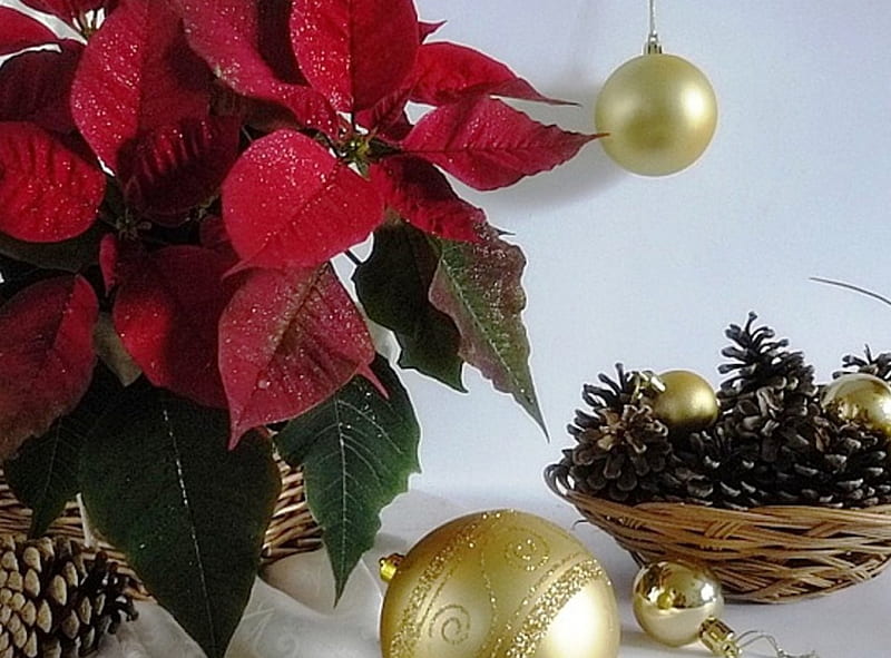 Christmas flowers and golden globes, red, Christmas, ornaments, holidays, golden, abstract, pine cones, graphy, basket, flowers, arrangement, globes, white, HD wallpaper