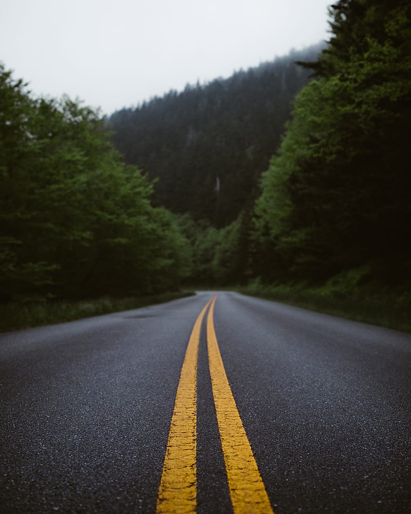 road, marking, forest, bushes, HD phone wallpaper