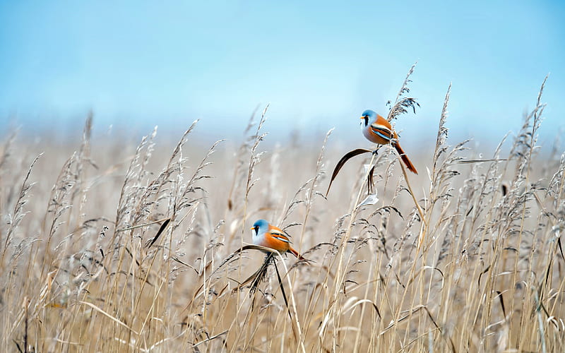 Sparrow Flevoland Wetland Netherlands Bing, HD wallpaper