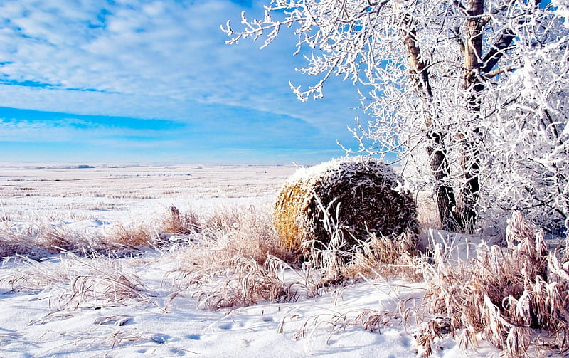 bale of straw, tree, bale, straw, snow, HD wallpaper