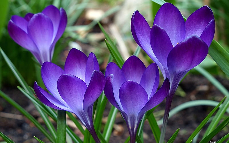 Imperial Shine, crocus, purple, grass, flowers, saffron, HD wallpaper
