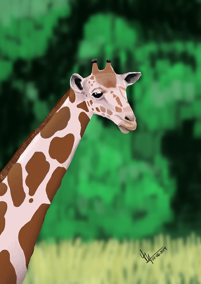 giraffes, landscape, HD phone wallpaper
