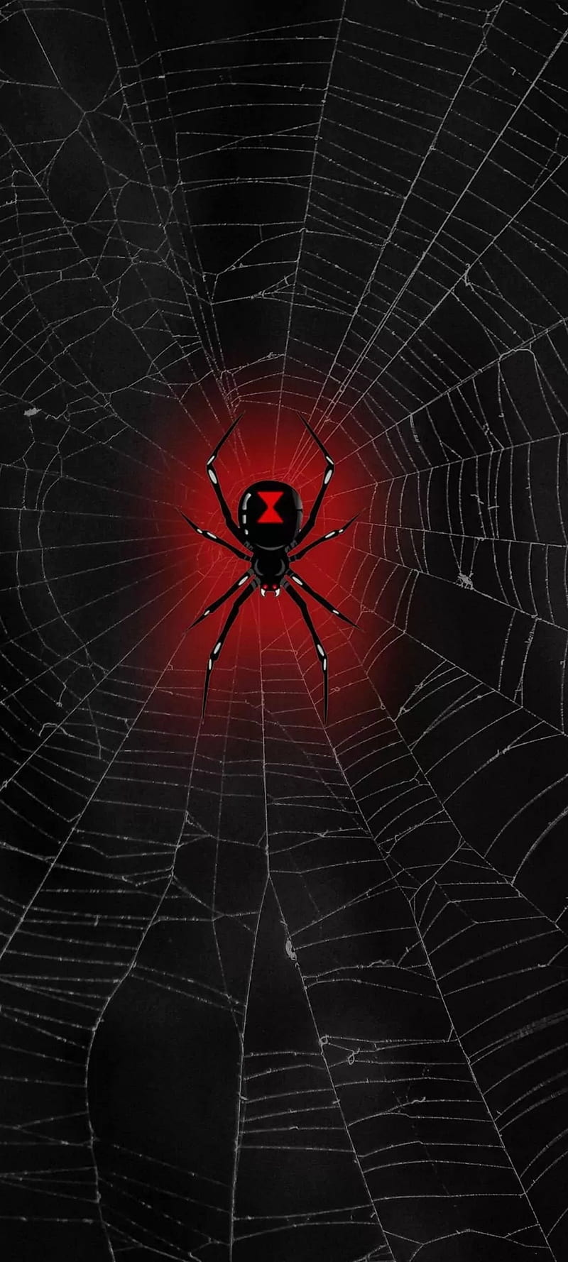 Spider, spider web, black widow, HD phone wallpaper | Peakpx