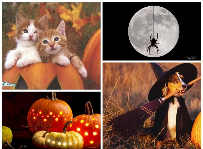 Autumn Feeling, Moon, kittens, Halloween, collage, Witch, spider, dog, pumpkins, HD wallpaper