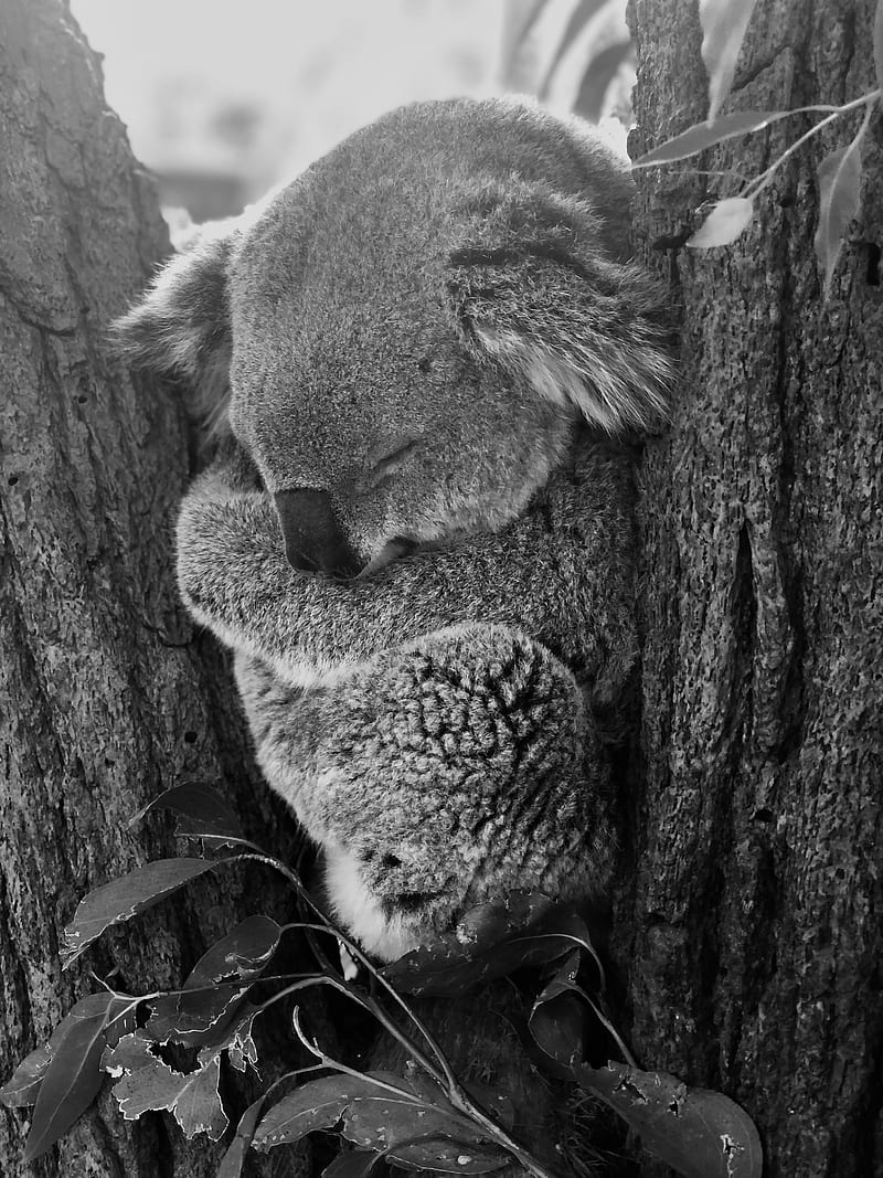 koala, sleep, animal, gray, bw, HD phone wallpaper