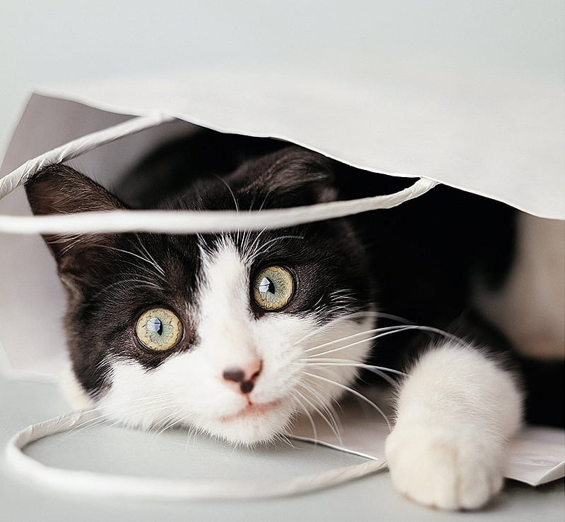 Cat in bag, rachael hale, black, bag, white, cat, animal, pisica, HD