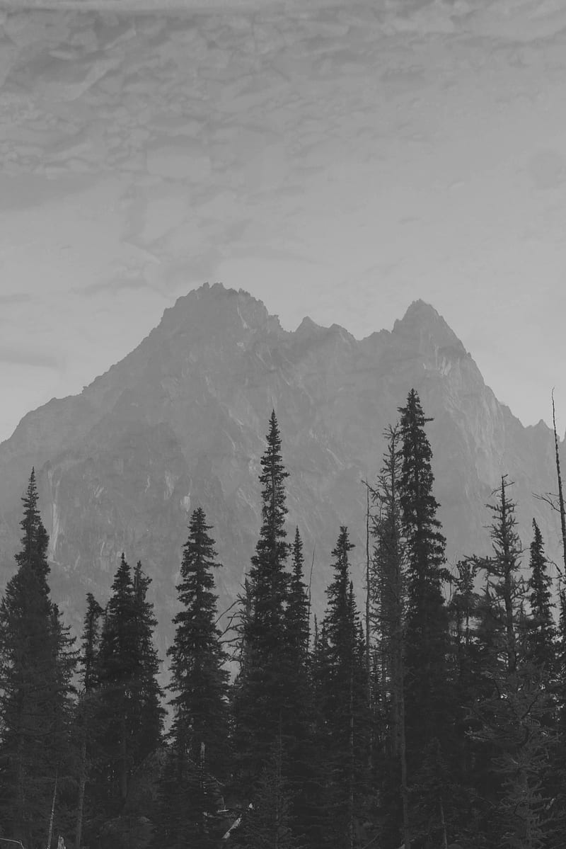 mountains, peaks, spruce, trees, darkness, HD phone wallpaper