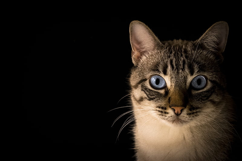 close up of tabby cat, HD wallpaper