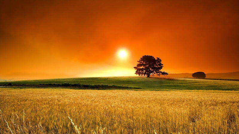perfect naure landscape, orange sky, sunset, tree, fields, HD wallpaper