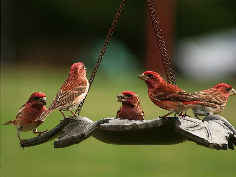 Finch Family Breakfast, red, feeder, bird, finch, HD wallpaper
