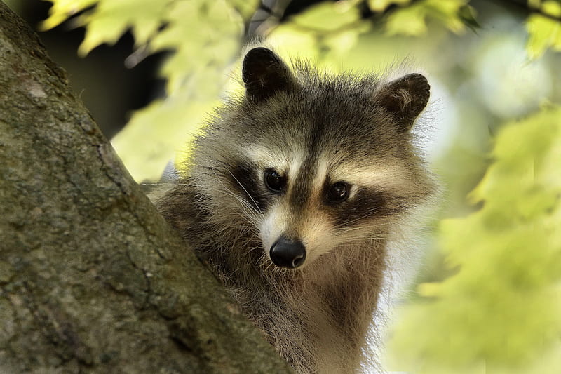 Animal, Raccoon, Wildlife, HD wallpaper
