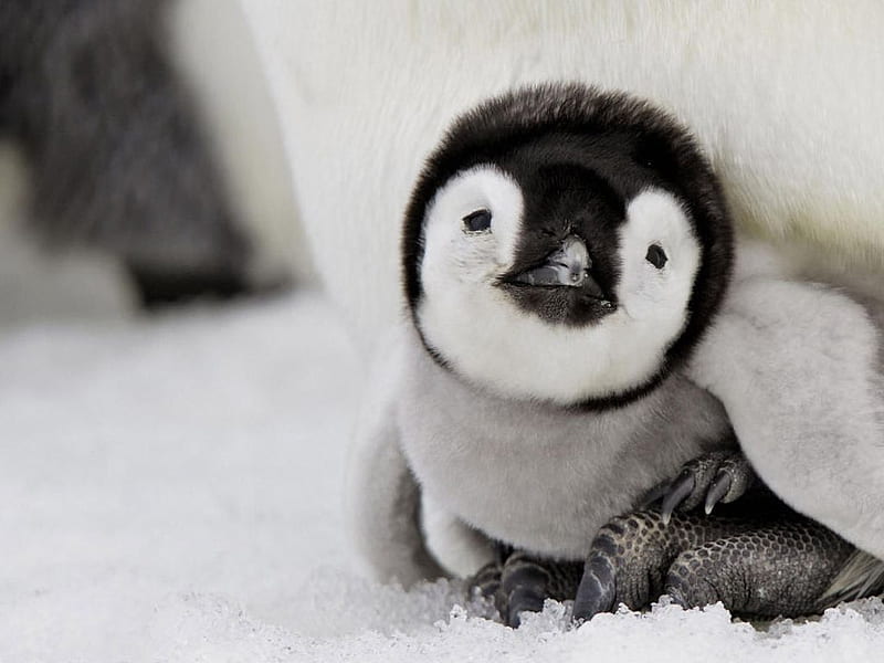 Little Penguin, cute, little, penguin, HD wallpaper