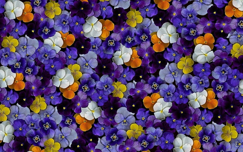 Pansies, orange, texture, yellow, pansy, white, skin, blue, viola tricolor, HD wallpaper