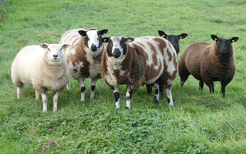 Sheep, farm, animals, meadow, HD wallpaper