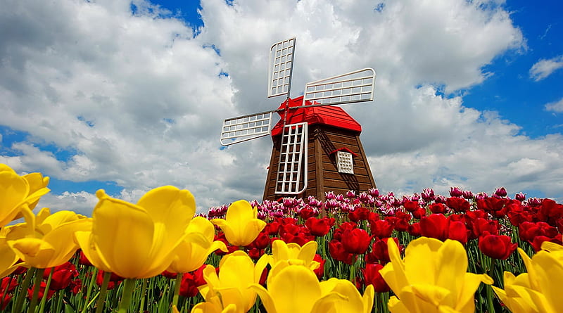 Holland mill, bonito, tulips, holland, colorful, windmill, flowers, HD wallpaper