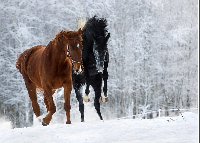 Winter Stroll, forest, snow, black horse, trees, chestnut horse, horses, winter, HD wallpaper