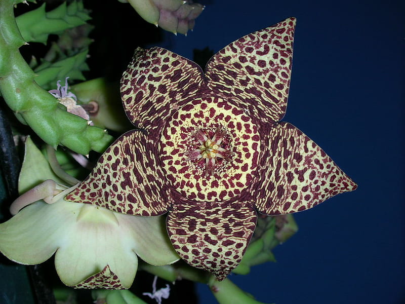 Stapelia estrella flor, flor, Stapelia, exótica, estrella, Fondo de  pantalla HD | Peakpx