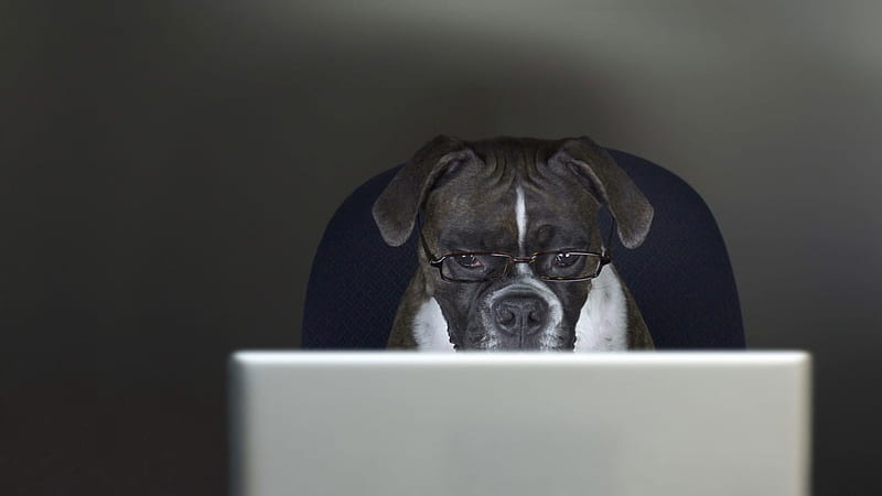Funny White Black Dog With Eye Glasses Is Seeing Laptop Funny Dog, HD wallpaper