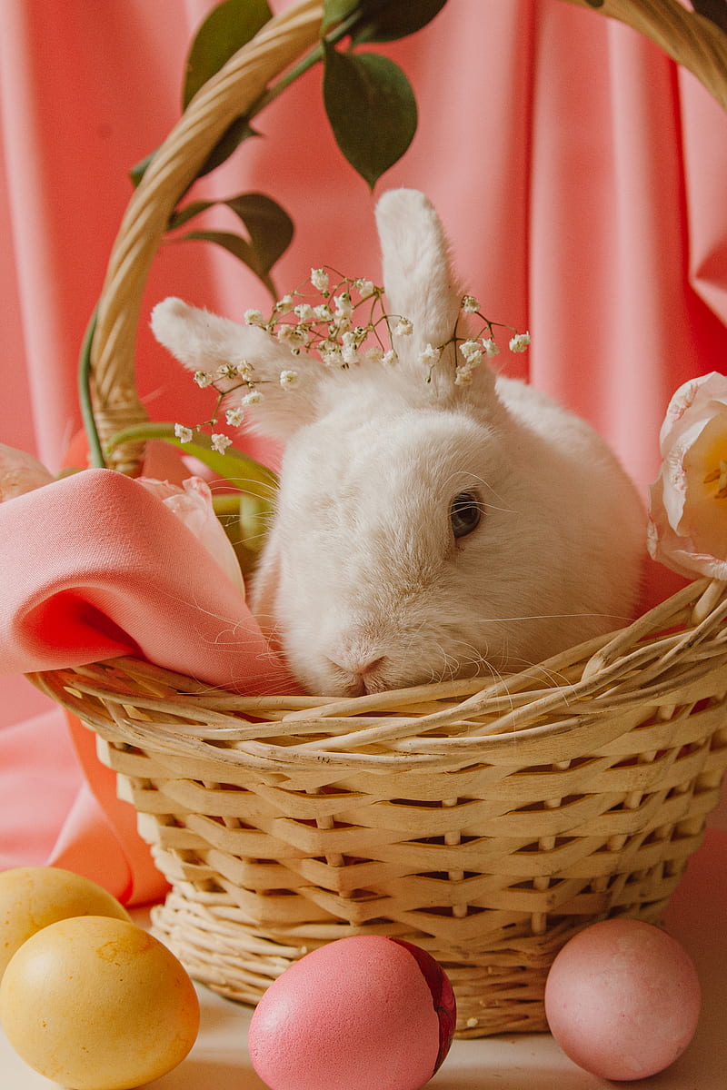 A Bunny In A Basket Beside Easter Eggs, HD phone wallpaper