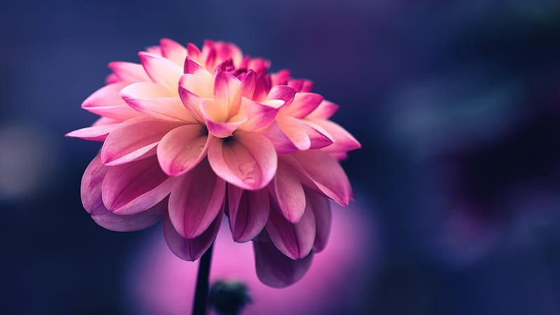 selective focus of pink petaled flower, HD wallpaper