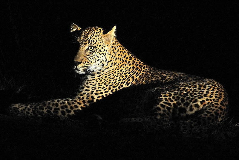 Leopard in Dark, leopard, cool, in dark, HD wallpaper | Peakpx