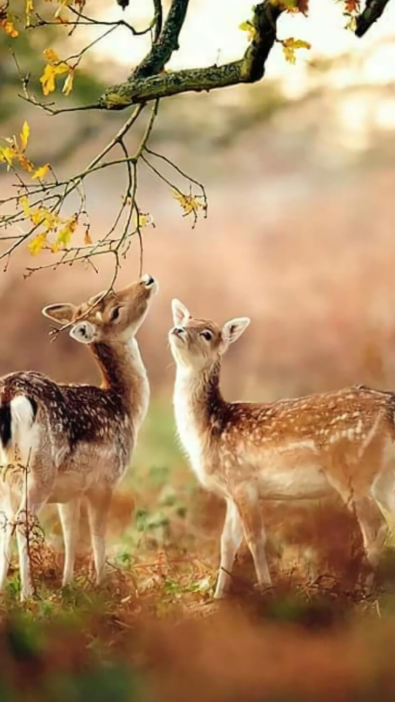 Cute Deer , cute deer, animal, wild, HD phone wallpaper