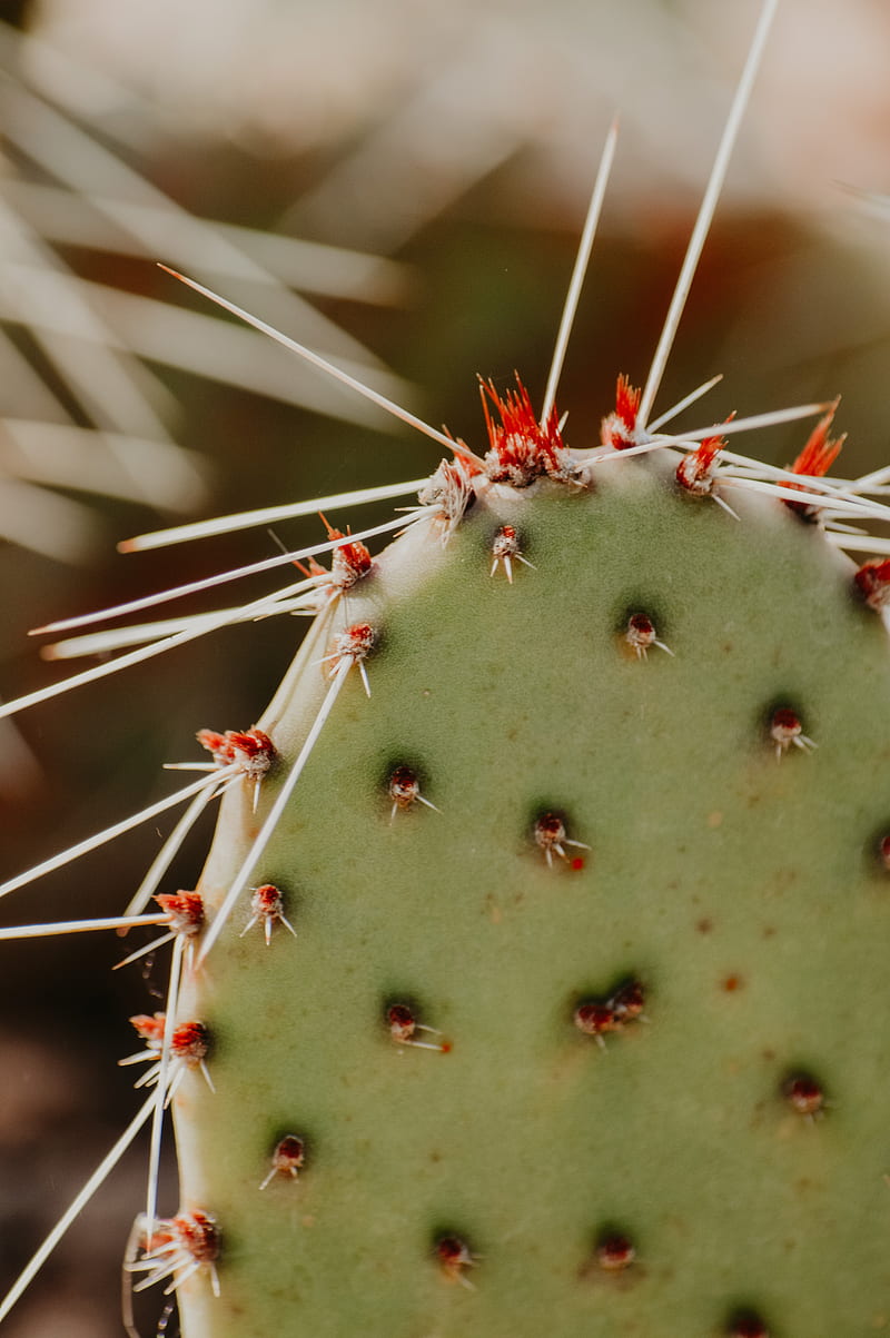 opuntia, cactus, spines, plant, macro, HD phone wallpaper