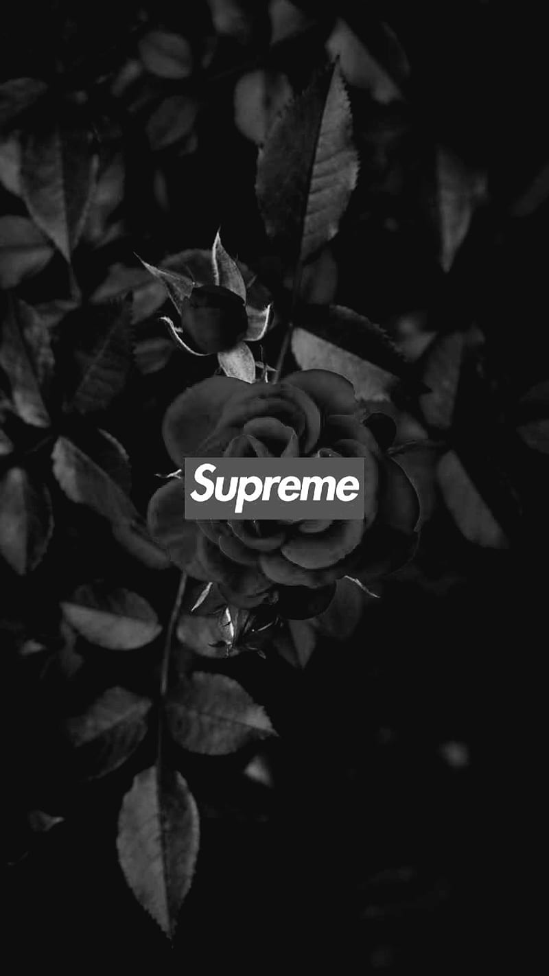 Dark Rose Supreme, gris, HD phone wallpaper