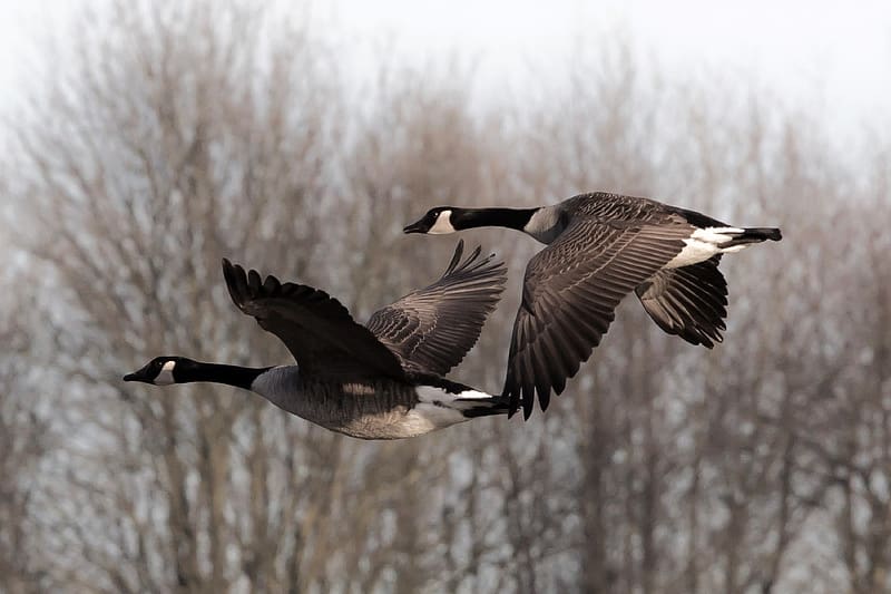 Canada Geese in Flight, trees, outdoors, birds, nature, HD wallpaper