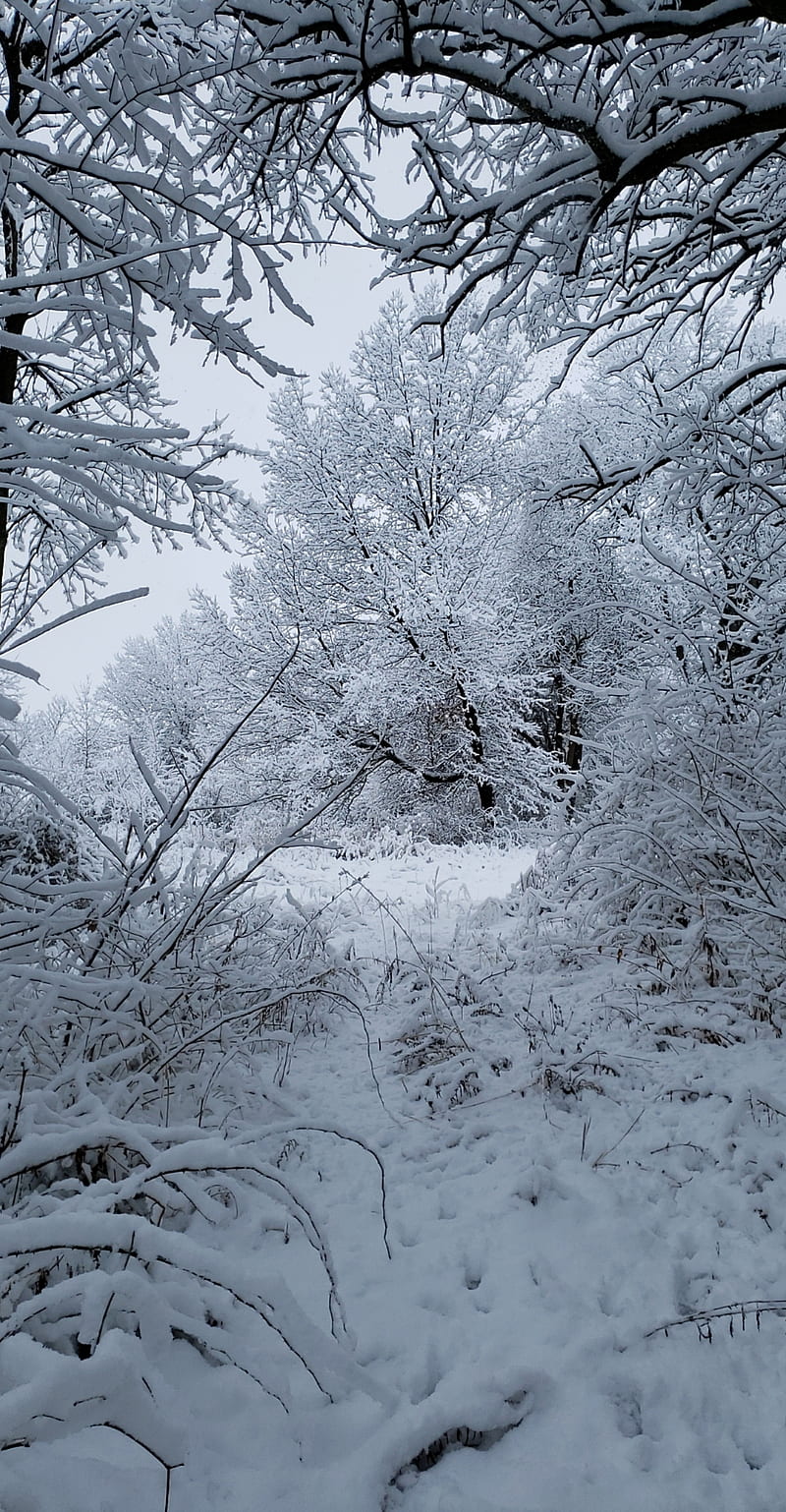 White Forest, scenes, snow, winter, HD phone wallpaper