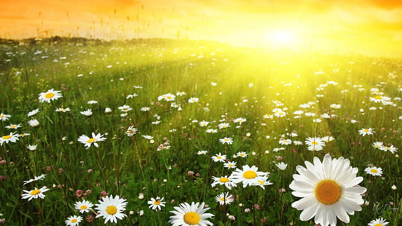 Sunrise Daisy Field, sun, fresh, sunlight, sky, daisies, chamomiles, bright, flowers, sunrise, morning, field, HD wallpaper