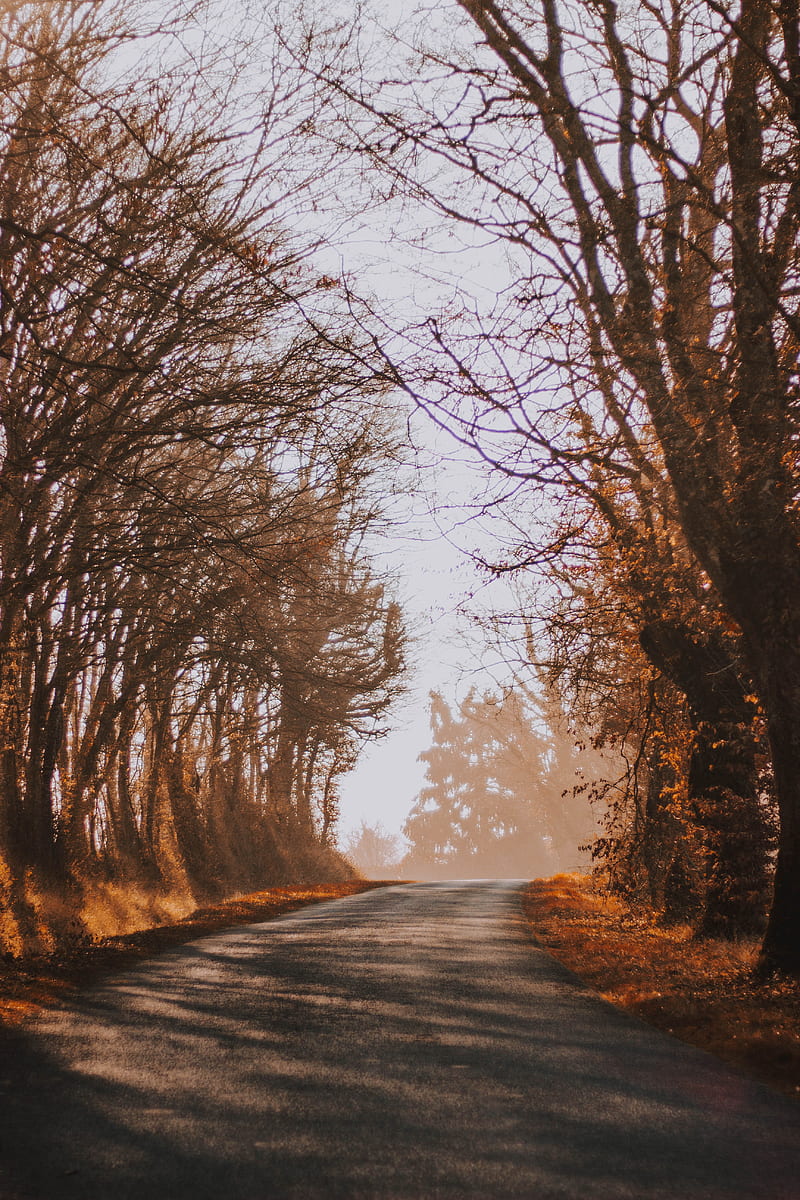 road, fog, autumn, trees, turn, HD phone wallpaper