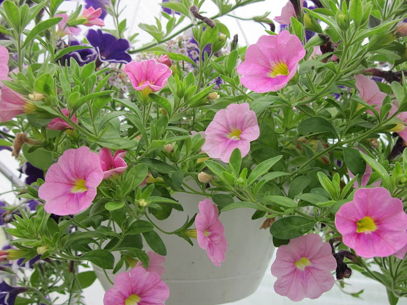 Flowers day at the greenhouse 12, graphy, purple, green, basket, Flowers, pink, petunias, HD wallpaper
