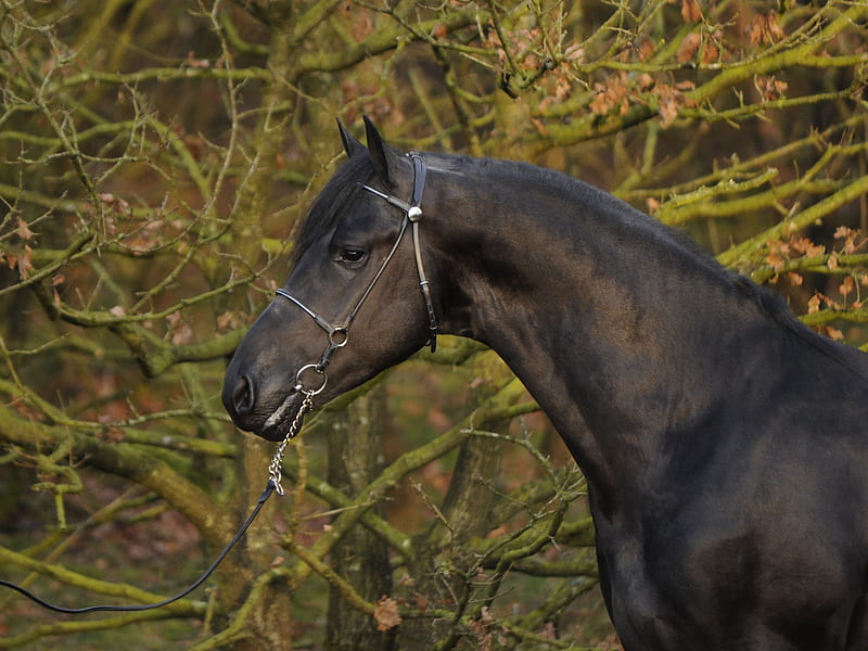 Headshot of an Arabo Friesian, crossbreed, friesian, arabo friesian