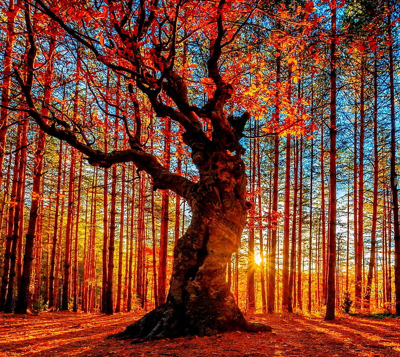 Autumn, foliage, leaves, nature, oak, sunlight, sunrise, sunshine, tree ...