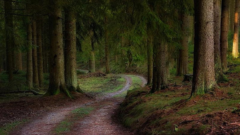 Forest road., forest, tree, bend, curve, nature, road, HD wallpaper