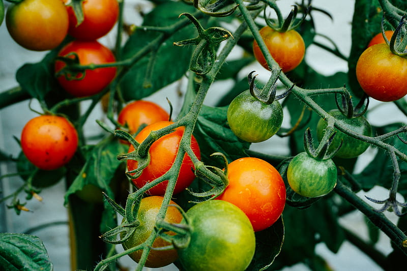 tomatoes hanging on tomato plant, HD wallpaper