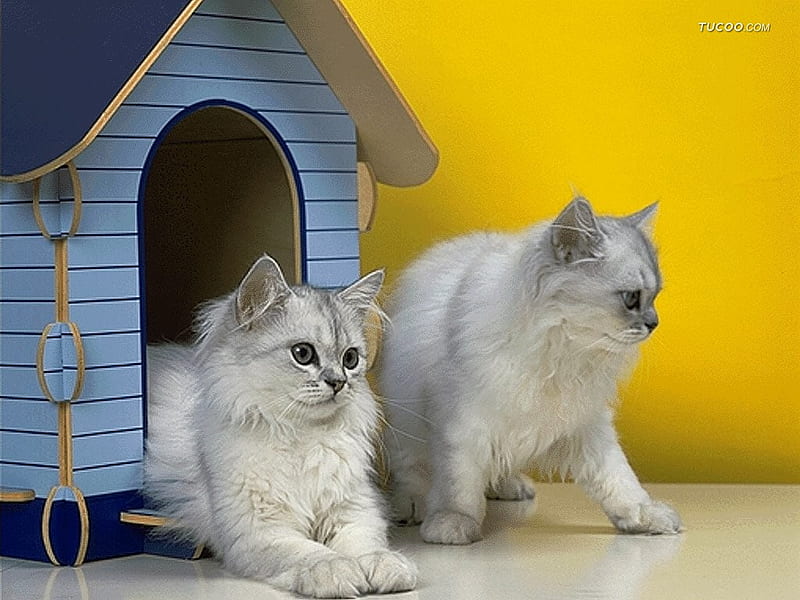 Cat couple, pet, feline, house, loveable, cat, kitten, couple, animal, HD wallpaper