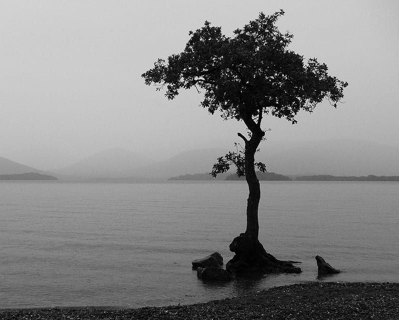 Lonely Tree, a tree, dark, night, sea, silhouette, tree, waterscape, HD wallpaper