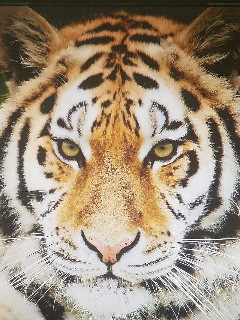 Tiger, adorable wild, aggressive, animal, cute, HD phone wallpaper