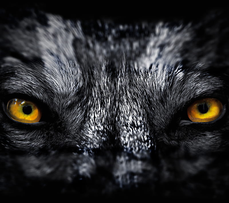 I See You, art, creepy, dark, eyes, gothic, predator, scary, werewolf, wolf, HD wallpaper