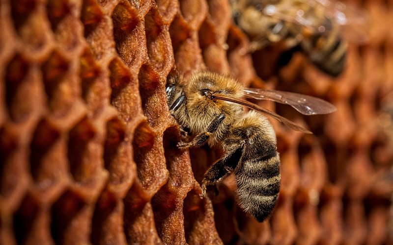 bee, honey, Animal, HD wallpaper