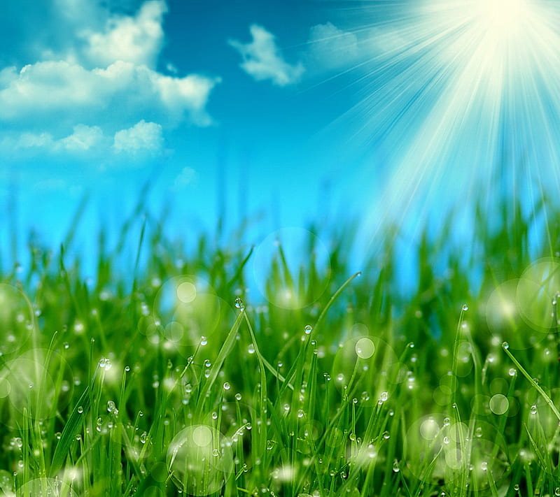 Spring Meadow, drops, sunshine, HD wallpaper | Peakpx